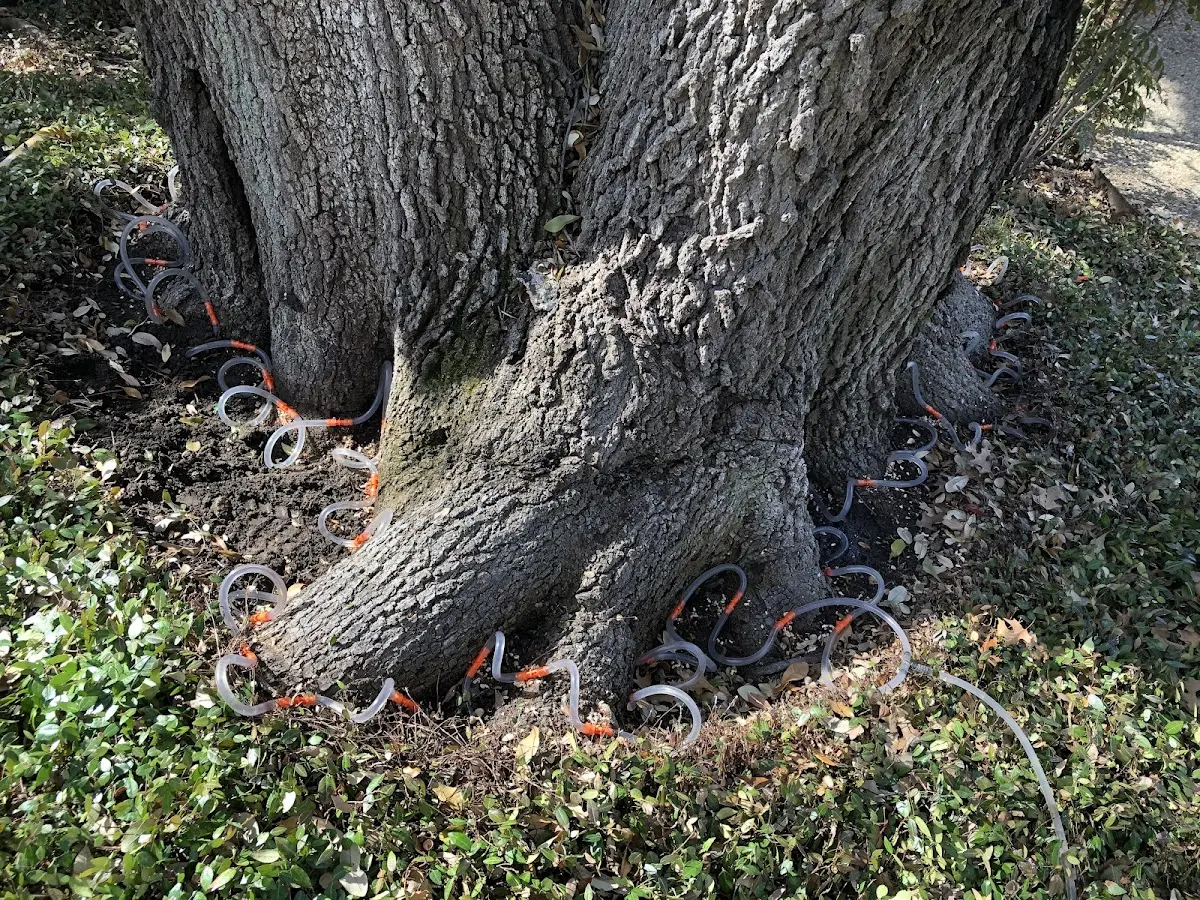 Detailed Tree Cabling and Bracing job site in Golden City